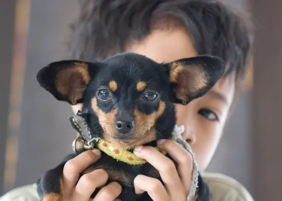 La rage & Une seule santé : Des principes fondamentaux à l'action intersectorielle pour arrêter les décès dus à la rage humaine H0051FR