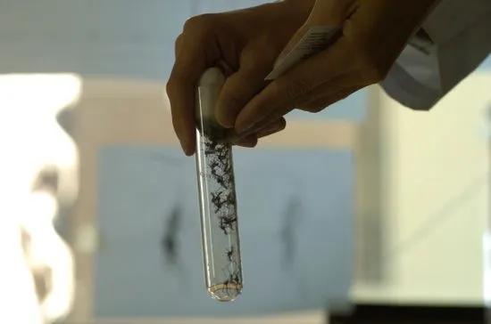 Introduction to Dengue H0053EN