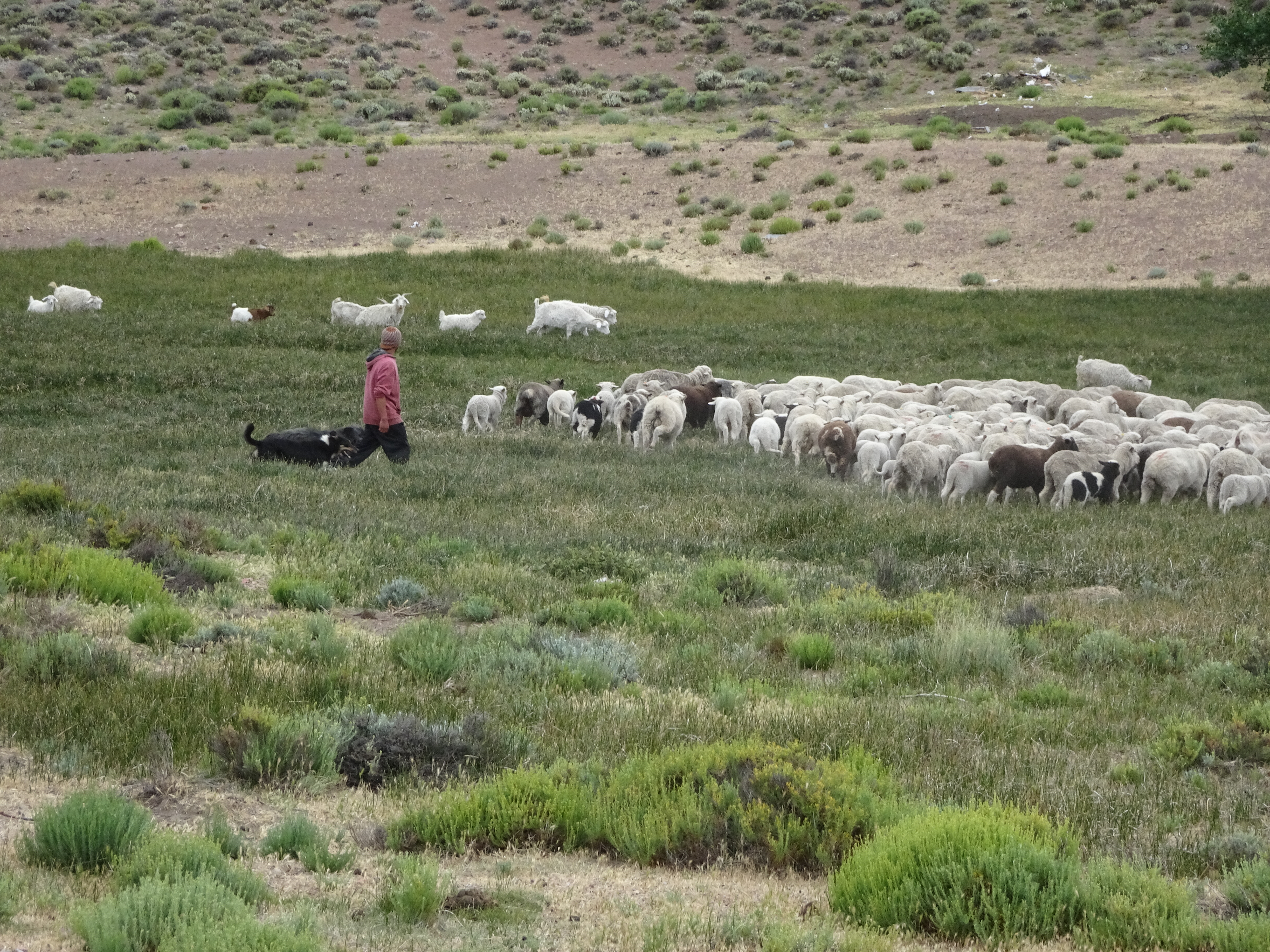 Resources for control and management of cystic echinococcosis H0086EN